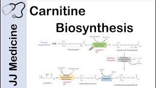 Carnitine Biosynthesis Pathway [upl. by Ramses584]