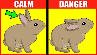 Rabbit Body Language Explained [upl. by Ardyth230]