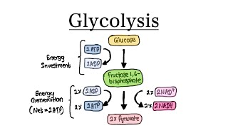 Glycolysis  MCAT Biochemistry [upl. by Stearns]