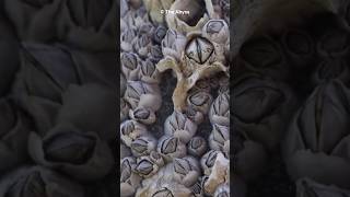 What Are Barnacles  Marine Mysteries Uncovered shorts [upl. by Airal]