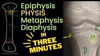 Physis Epiphysis Metaphysis and Diaphysis 🦴  in 3 MINUTES [upl. by Friedman]