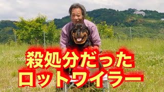 ショート動画撮影に付き合いさせられるロットワイラー権蔵 [upl. by Sauveur]