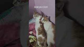 Unconditional love of fluffy for Marlow👶 trending  viral shorts catlover adoptnotshop pets [upl. by Naened]