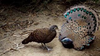 Bornean peacockpheasant [upl. by Broddy]