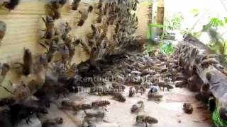 mudsongsorg Moving a Langstroth Honey Bee Hive [upl. by Camarata943]