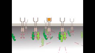 Oncogenic activation receptor tyrosine kinases HD [upl. by Eilrahs255]