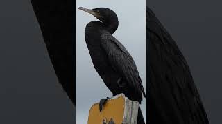 Neotropic Cormorant woken by noisy neighbors [upl. by Nylirac]