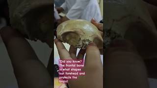 Did you know the about frontal bone [upl. by Moersch]