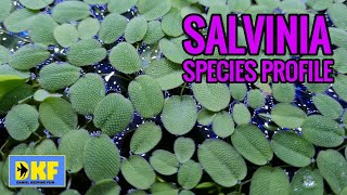 Salvinia species profile [upl. by Everard897]