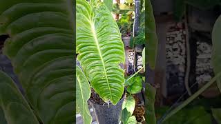 anthurium veitchii plants anthuriumlovers [upl. by Emelita]