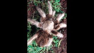 Aphonopelma sp quotMichoacanquot Black Femur [upl. by Arabella]