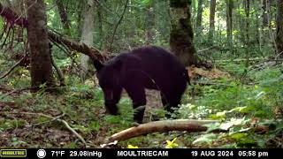 Michigan Black Bears Station 1 [upl. by Aes]