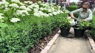 Planting a “Hydrangea Hug” aroud the Garden Library 😍 Cascading Hydrangeas in Pots🤩 Hydrnagea Hedges [upl. by Ardnuasal798]