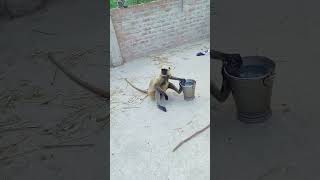 patil kamriya Banda ka video monkey [upl. by Shurlocke]