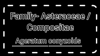 Family AsteraceaeCompositae  Ageratum conyzoids  General characterclassificationfloral diagram [upl. by Namsu]