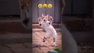 Billi ka Gajab dance  cut lilli  love my cat  😸😻😼jaan 750 [upl. by Lyrac639]