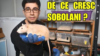 DE CE CRESC ȘOBOLANI🐁🐀 Ce fac cu ei Recomandat ca animal de companie🐭 [upl. by Ettelra]