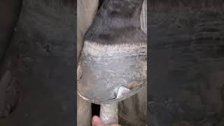 Shoeing A Horse With A Huge Hole In It’s Hoof [upl. by Eyde]