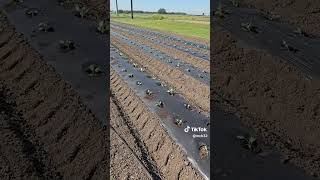 Planting 4 Rows of Cabbage with Plastic Mulch and Water Wheel Planter [upl. by Ruprecht]