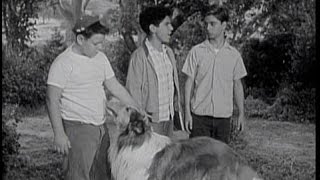 Lassie Episode 102  quotThe Harvestersquot  Season 3 Ep 37  5191957 [upl. by Ttegdirb]