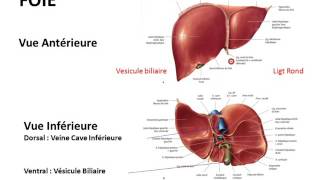 foie et voies biliaires 2 partie 1 [upl. by Eyr682]