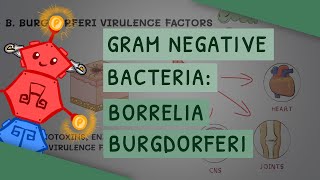 Borrelia burgdorferi Lyme disease [upl. by Ajroj]