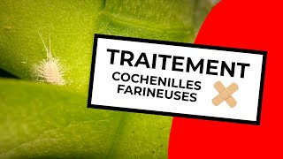 TRAITEMENT COCHENILLES FARINEUSES  MEALYBUG TREATMENT [upl. by Helen]