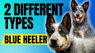 The Two Types Of Blue Heelers and How They Were Created [upl. by Molini]