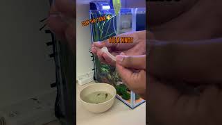 How to drip acclimate shrimps [upl. by Doro]