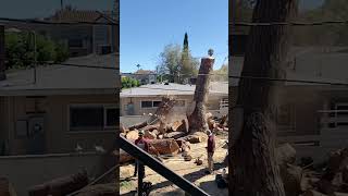 Massive Piece of Tree Accidentally Knocks Down Wall While Getting Cut  1524146 [upl. by Weinrich946]