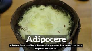 What is Adipocere  How to Say Adipocere in English  How Does Adipocere Look [upl. by Harrie958]