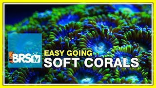 Week 35 SOFT CORALS Selection care and placement  52 Weeks of Reefing [upl. by Haelam]