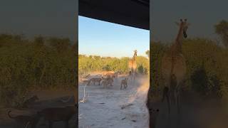 8 Lions Vs 1 Giraffe tourism wildlife africansafari africantourism animals safarilife [upl. by Rosalba882]