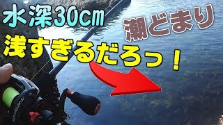 【水深30cm】潮どまり超シャローエリア、魚なんていないだろと思われるポイントで釣りをした結果・・・。 [upl. by Bille]