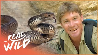 Steve Irwin Meets The Worlds Most Venomous Snakes  Real Wild [upl. by Nnel]