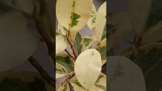 Variegated Ficus Plant Repotting ficusplant plants repotting youtubeshorts [upl. by Ahcarb299]