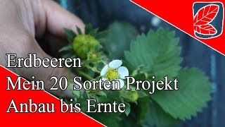 Erdbeeren  20 Sorten Projekt Teil 1 [upl. by Arraeit]