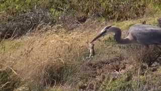 Heron eats  swallows squirrel alive [upl. by Cul]