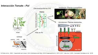 Fusarium oxysporum  PhD Jaime Simbaqueba [upl. by Eellehs]