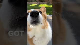 Mam you take too long 😒  funny corgi  pembroke welsh corgi  corgi videos  cute corgi [upl. by Eislel]