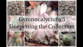 Gymnocalycium 5  Deepening the Collection Cactus Series 6 [upl. by Irrab]