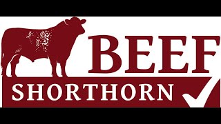 Beef Shorthorn National Show at Westmorland Show 11th September 24 [upl. by Trudey252]