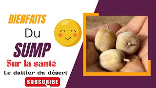 Les bienfaits du SUMP le dattier du désert conseils nutrition santé fruit senegalpeople [upl. by Kleiman]