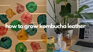 How to Grow  Harvest Kombucha LeatherSCOBY  giybiobuddies [upl. by Rochemont]