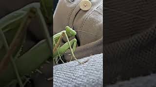 Mantis nani  27 insect prayingmantis animal shorts pets hierodula membranacea [upl. by Anissa]