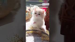 The Cutest Cats You’ll Ever See 😻  Pawsome Cat Moments  Happy Tails TV cutecats shorts [upl. by Nnyleuqaj819]