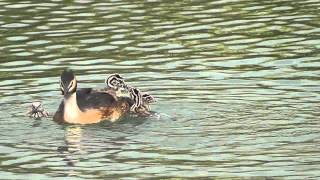 Grebe babies fighting on mothers back [upl. by Hose699]