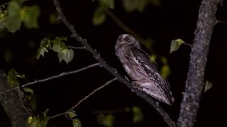 Eurasian Scops Owl Calling [upl. by Eleik78]