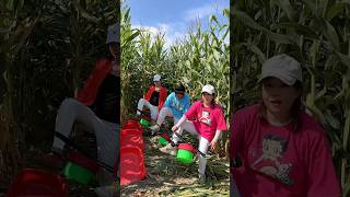 Sitting Device While Working in Crop Fields  Essential Tools for Rural Farmer shorts satisfying [upl. by Airebma440]