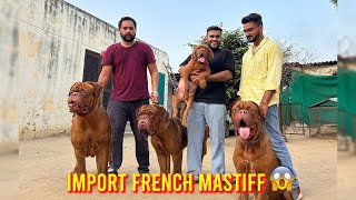 India’s Biggest French Mastiff Farm in Punjab😱 [upl. by Haldes589]